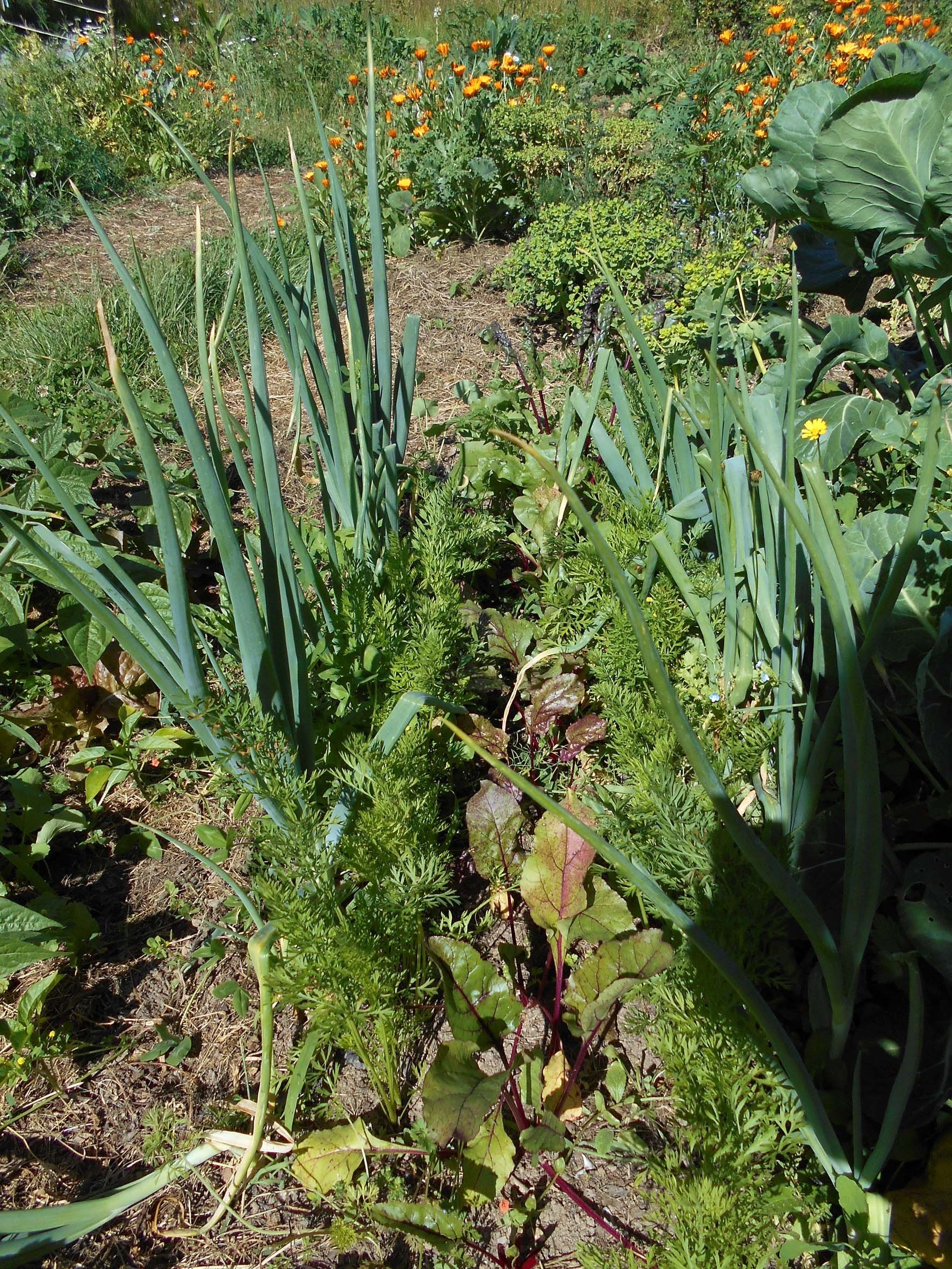 D Marrer Un Potager Au Naturel Loire Atlantique