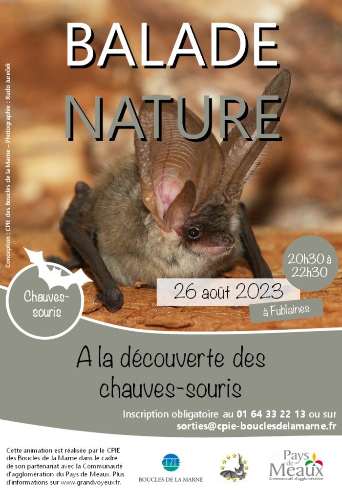 A La D Couverte Des Chauves Souris