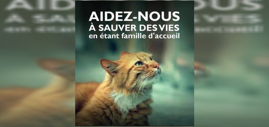 Famille D Accueil Pour Chats Infolocale