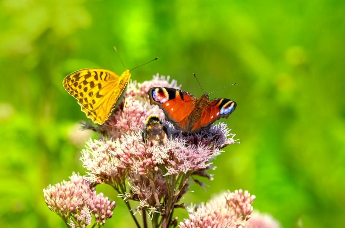 Animation D Couverte Des Insectes Loire Atlantique