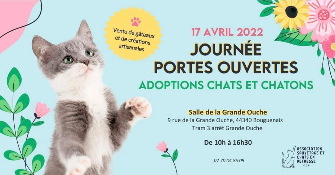 Journee Adoptions Chats Et Chatons