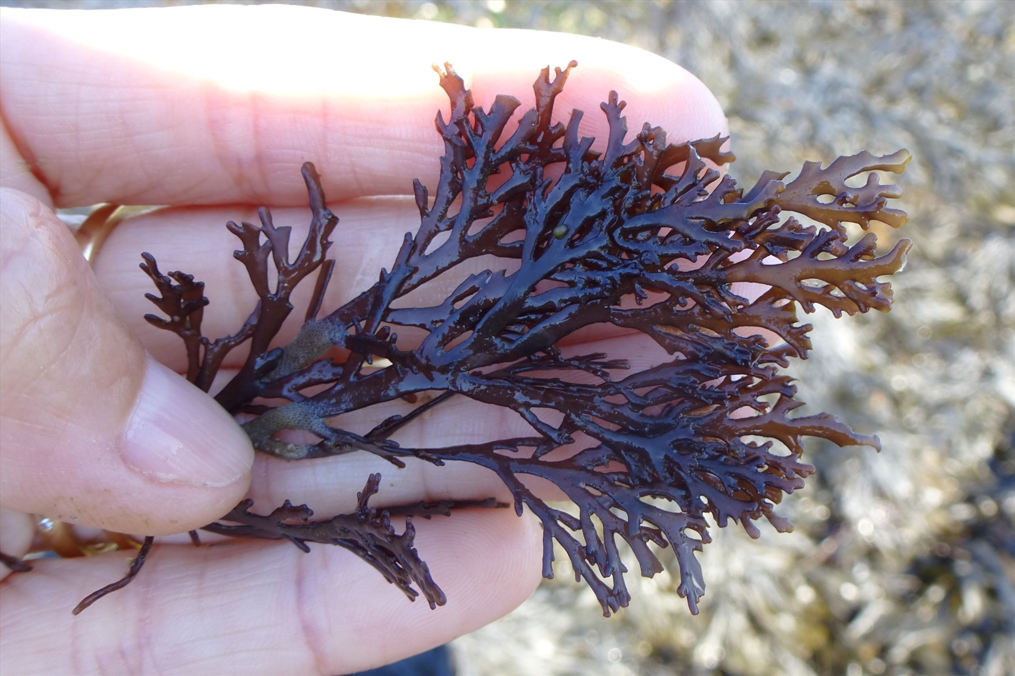 découverte des algues de Mesquer © office de tourisme