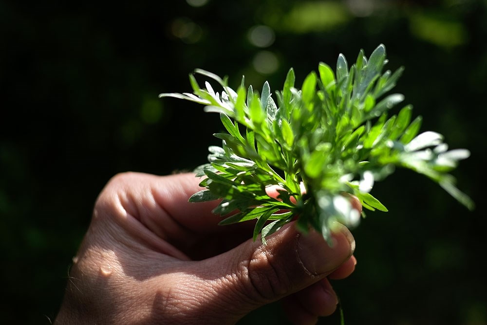 Balade Arbres Et Plantes Sauvages Aux Vertus Nourrici Res Et Gu Risseuses