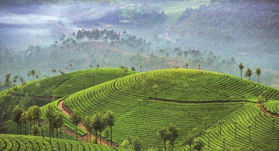 Sri-Lanka - La Route des Thés © Connaissance du Monde