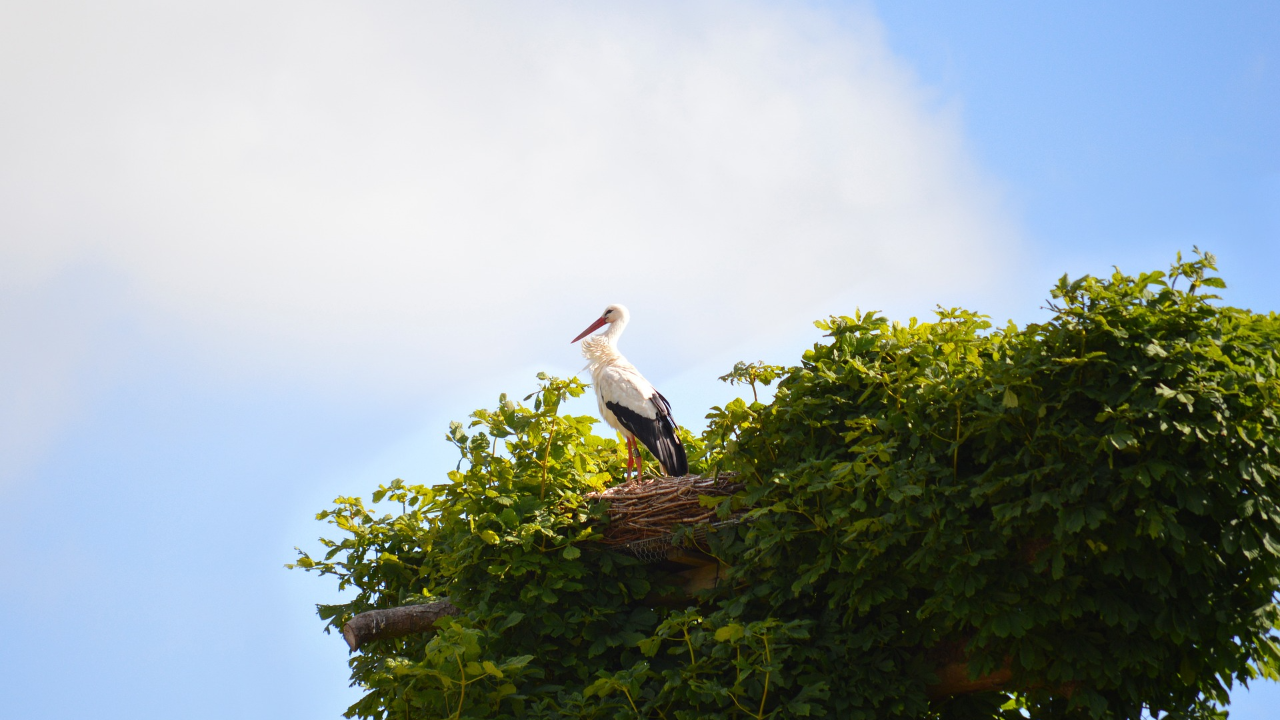Cigogne dans son nid © Hirondelle