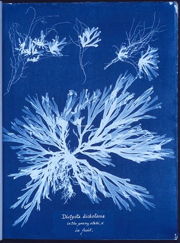 Un des premiers cyanotypes datante du XVIII e siècle © Anna Atkins - domaine public
