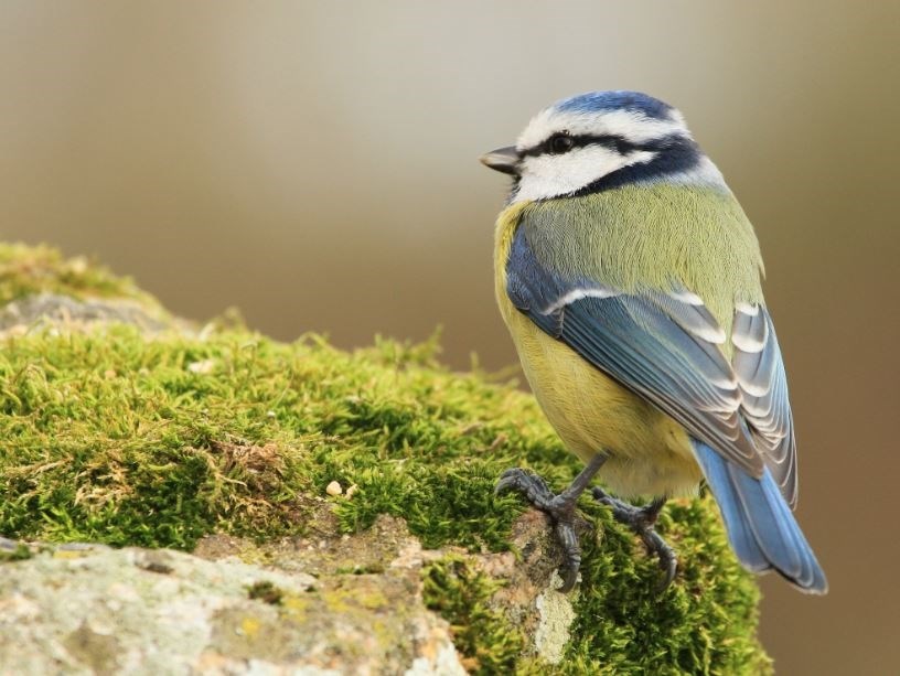 La Mésange Bleue © Guillaume Cochard