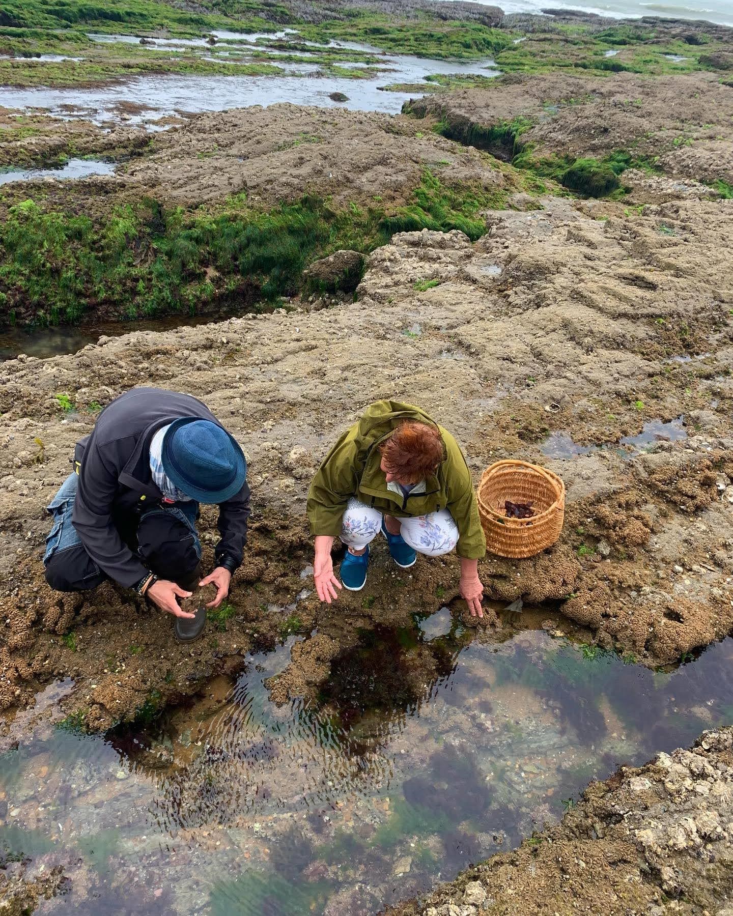 A la découverte des algues © Association Hirondelle