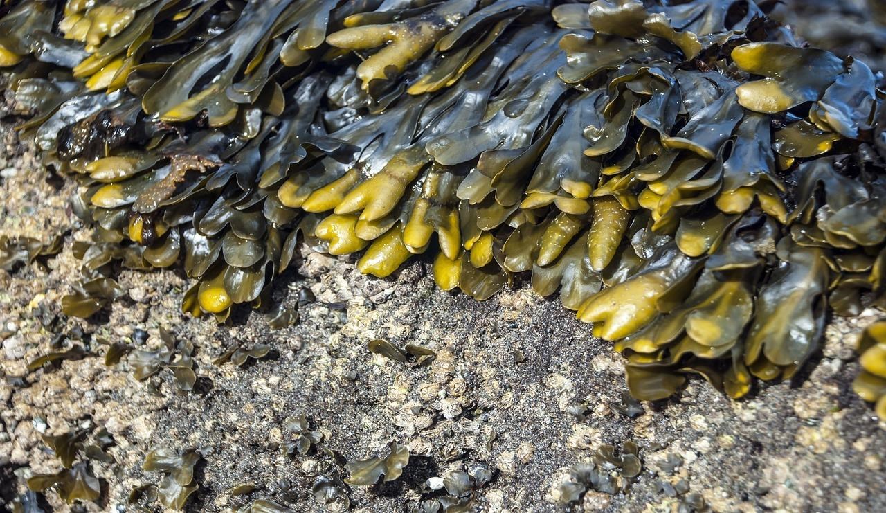 Algues varech © Association Hirondelle