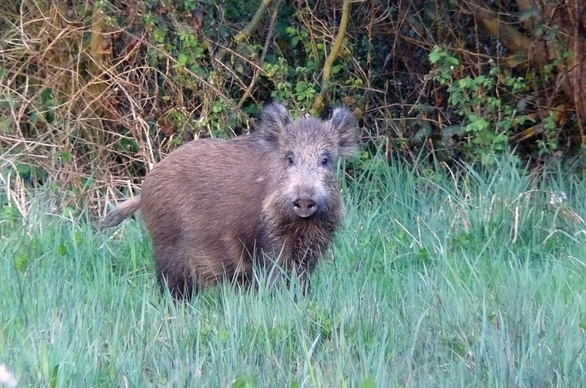 Randonn e sur la trace des animaux