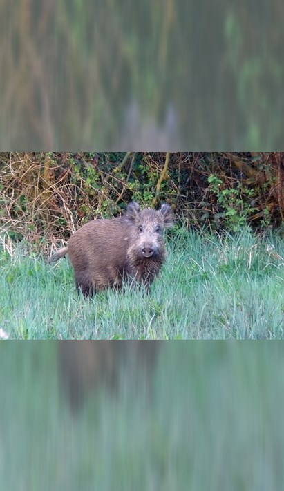 Randonn e sur la trace des animaux