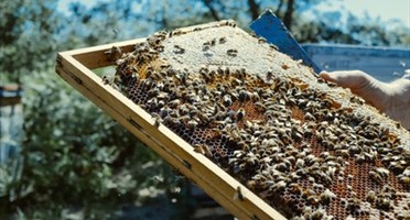 Chasse Au Tresor Et Decouverte D Une Ruche D Abeilles Avec Une Apicultrice Infolocale