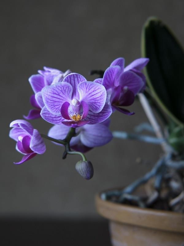 Terre en vert : Balade Orchidées