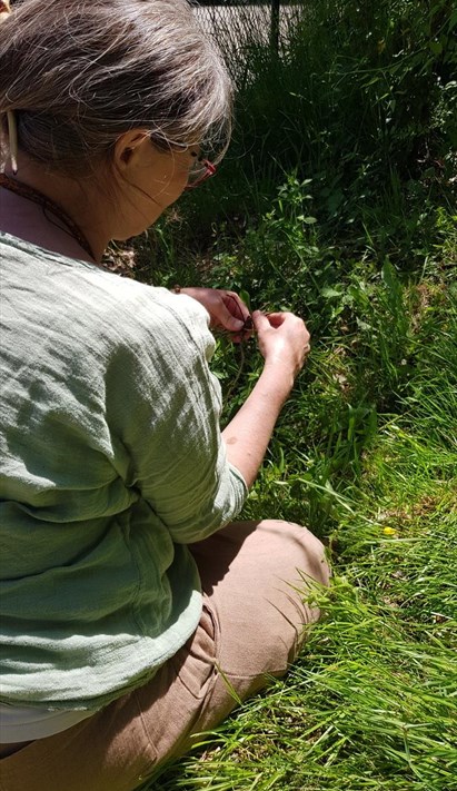 Balade D Initiation La D Couverte Des Plantes Sauvages M Dicinales Du