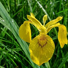 Iris pseudocarus ©CPIE du Cotentin