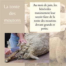 Tonte des moutons ©Musée Vivant des Vieux Métiers