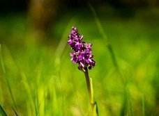 Orchidee sauvage en Pays de Gourdon ©©Office de tourisme du Pays de Gourdon - F. Lacan