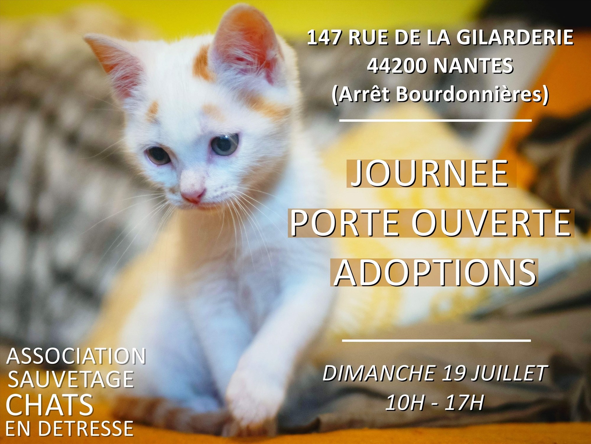 Sauvetages Et Chats En Detresse Infolocale