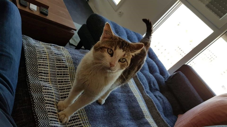 Sauvetages Et Chats En Detresse Infolocale