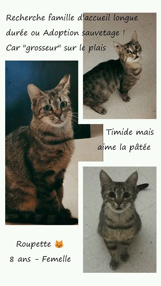 Sauvetages Et Chats En Detresse Infolocale