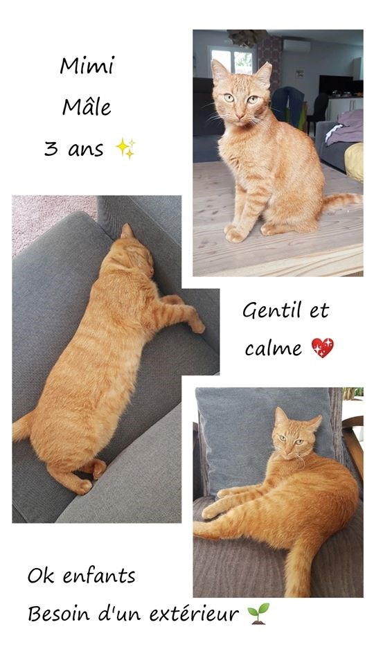 Sauvetages Et Chats En Detresse Infolocale