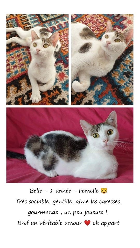 Sauvetages Et Chats En Detresse Infolocale