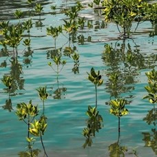 Mangrove, une forêt les pieds dans l'eau ©