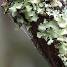 Le monde caché des lichens ©