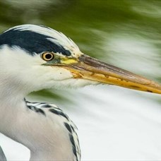 Découverte des oiseaux du lac de Créteil ©