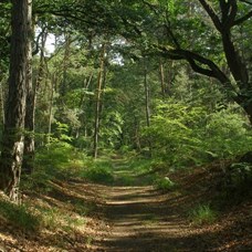 Randonnée nature sur les plus beaux sentiers de la forêt de Fontainebleau ©