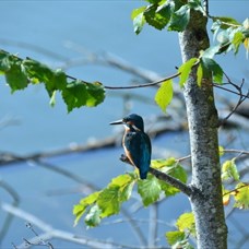 La biodiversité fait carrière dans la réserve des Seiglats ©Seine et Marne Environnement