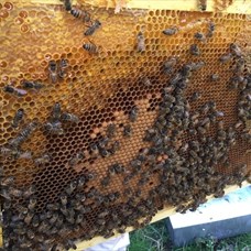 Présentation du rucher du Carmel – Maison du patrimoine ©© Ville d'Abbeville, pôle patrimoine
