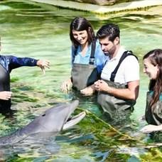 Rencontre magique avec les dauphins ©Marineland