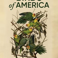 Birds of America de Jacques Loeuille ©