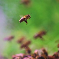L'abeille, son rôle et comment devenir gardien des abeilles ©