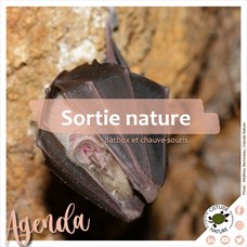 Batbox et chauve-souris ©Elodie Malavialle - Cistude Nature