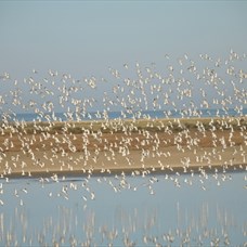 Les oiseaux migrateurs de la pointe de la fumée à Fouras ©©MLCayatte