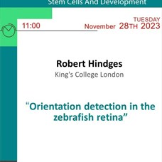 Robert Hindges (King's College London) - Orientation detection in the zebrafish retina ©